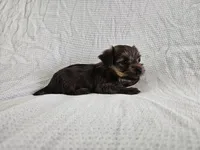 Gandalf (AKC, Toy Size), a male Yorkshire Terrier for sale in Mesa, AZ – Photo 5 of 7