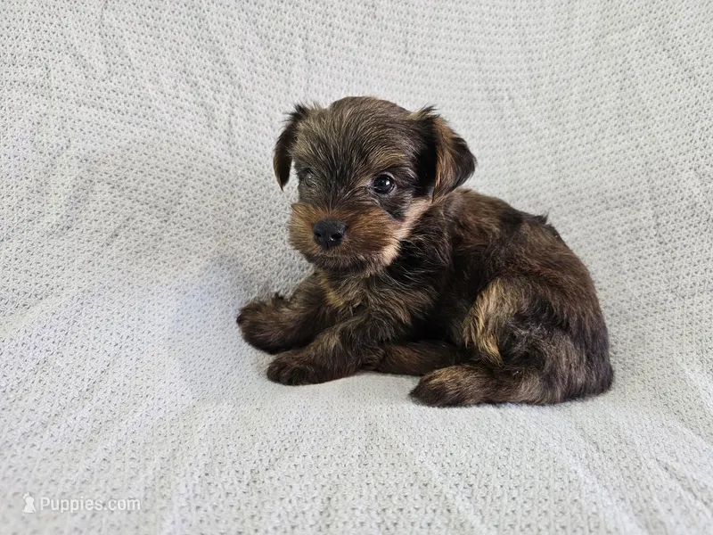 Gandalf (AKC, Toy Size)