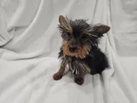 Harry, a male Yorkshire Terrier for sale in Mesa, AZ – 8 of 9