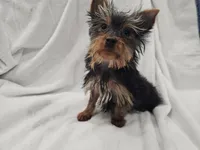 Harry, a male Yorkshire Terrier for sale in Mesa, AZ – 9 of 9