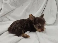 Leia, a female Yorkshire Terrier for sale in Mesa, AZ – 9 of 9