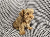 Bear (Golden Chocolate), a male Yorkshire Terrier for sale in Mesa, AZ – Photo 4 of 8