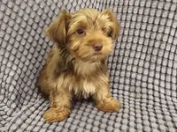 Bear (Golden Chocolate), a male Yorkshire Terrier for sale in Mesa, AZ – Photo 6 of 8