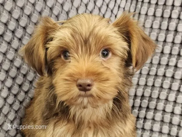 Bear (Golden Chocolate), a male Yorkshire Terrier for sale in Mesa, AZ – Photo 1 of 8