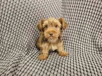 Bear (Golden Chocolate), a male Yorkshire Terrier for sale in Mesa, AZ – Photo 5 of 8