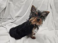 Harry, a male Yorkshire Terrier for sale in Mesa, AZ – 6 of 9