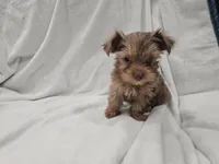 Han, a male Yorkshire Terrier for sale in Mesa, AZ – 10 of 10