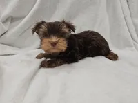 Luke, a male Yorkshire Terrier for sale in Mesa, AZ – 8 of 10