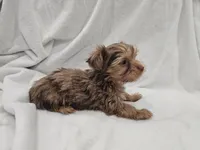 Han, a male Yorkshire Terrier for sale in Mesa, AZ – 2 of 10