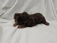 Luke, a male Yorkshire Terrier for sale in Mesa, AZ – 6 of 10