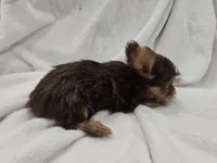 Leia, a female Yorkshire Terrier for sale in Mesa, AZ – 8 of 9
