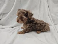 Han, a male Yorkshire Terrier for sale in Mesa, AZ – 9 of 10