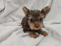 Leia, a female Yorkshire Terrier for sale in Mesa, AZ – 1 of 9
