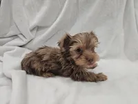 Han, a male Yorkshire Terrier for sale in Mesa, AZ – 5 of 10