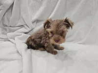 Han, a male Yorkshire Terrier for sale in Mesa, AZ – 8 of 10