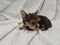 Leia, a female Yorkshire Terrier for sale in Mesa, AZ – 3 of 9