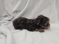 Luke, a male Yorkshire Terrier for sale in Mesa, AZ – 5 of 10