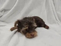 Luke, a male Yorkshire Terrier for sale in Mesa, AZ – 3 of 10