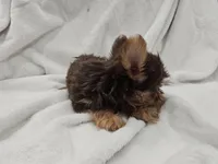 Leia, a female Yorkshire Terrier for sale in Mesa, AZ – 2 of 9