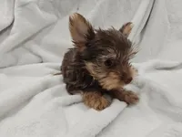 Leia, a female Yorkshire Terrier for sale in Mesa, AZ – 6 of 9