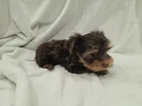 Luke, a male Yorkshire Terrier for sale in Mesa, AZ – 9 of 10