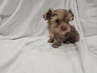 Han, a male Yorkshire Terrier for sale in Mesa, AZ – 4 of 10