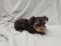 Luke, a male Yorkshire Terrier for sale in Mesa, AZ – 1 of 10