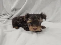 Luke, a male Yorkshire Terrier for sale in Mesa, AZ – 4 of 10