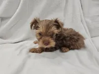Han, a male Yorkshire Terrier for sale in Mesa, AZ – 6 of 10