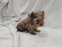 Han, a male Yorkshire Terrier for sale in Mesa, AZ – 7 of 10