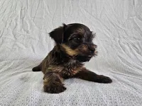 Frodo (AKC, Toy Sized), a male Yorkshire Terrier for sale in Mesa, AZ – Photo 5 of 6