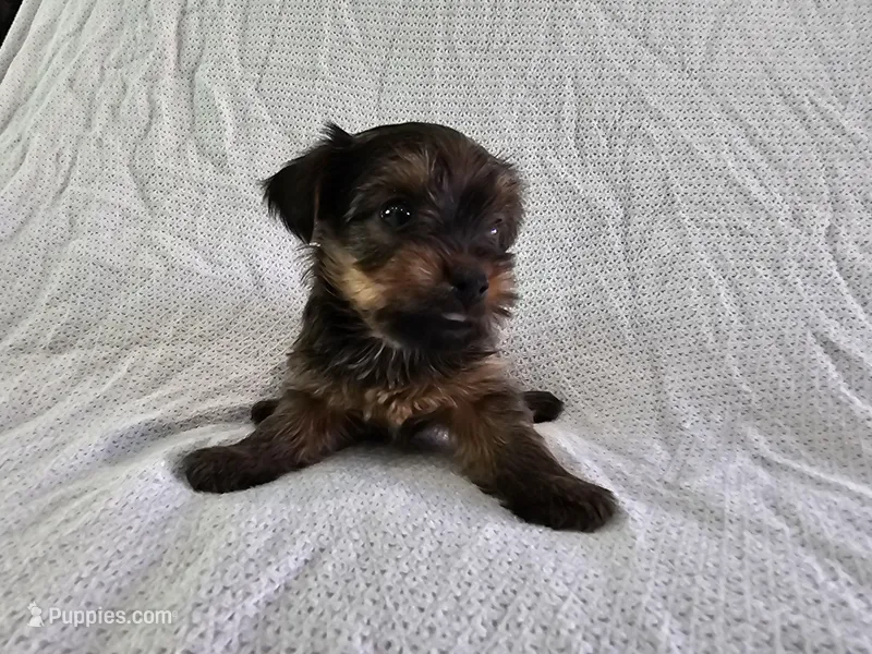 Frodo (AKC, Toy Sized), a male Yorkshire Terrier for sale in Mesa, AZ – Photo 1 of 6