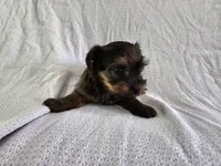 Frodo (AKC, Toy Sized), a male Yorkshire Terrier for sale in Mesa, AZ – Photo 2 of 6