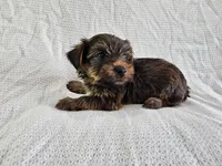 Frodo (AKC, Toy Sized), a male Yorkshire Terrier for sale in Mesa, AZ – Photo 6 of 6