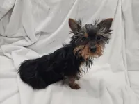 Harry, a male Yorkshire Terrier for sale in Mesa, AZ – 5 of 9