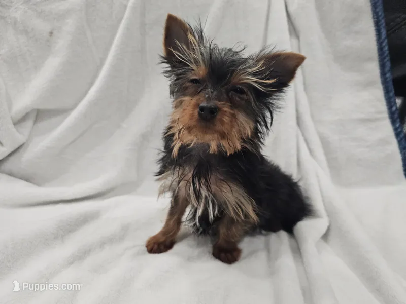 Harry – Yorkshire Terrier puppy for sale in Mesa, AZ