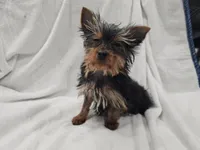 Harry, a male Yorkshire Terrier for sale in Mesa, AZ – 1 of 9