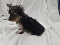 Harry, a male Yorkshire Terrier for sale in Mesa, AZ – 4 of 9