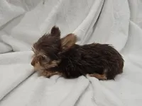 Leia, a female Yorkshire Terrier for sale in Mesa, AZ – 4 of 9