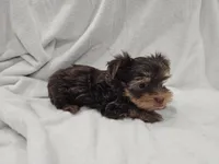 Luke, a male Yorkshire Terrier for sale in Mesa, AZ – 7 of 10