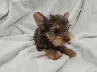 Leia, a female Yorkshire Terrier for sale in Mesa, AZ – 7 of 9