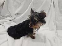 Harry, a male Yorkshire Terrier for sale in Mesa, AZ – 2 of 9