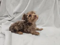 Han, a male Yorkshire Terrier for sale in Mesa, AZ – 3 of 10