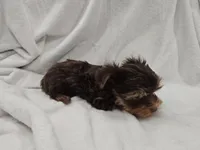 Luke, a male Yorkshire Terrier for sale in Mesa, AZ – 2 of 10