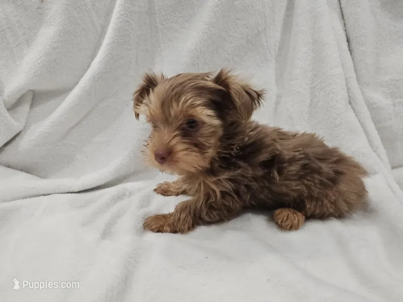 Han – Yorkshire Terrier puppy for sale in Mesa, AZ