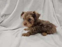 Han, a male Yorkshire Terrier for sale in Mesa, AZ – 1 of 10