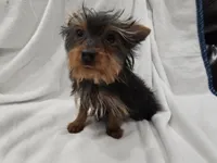 Harry, a male Yorkshire Terrier for sale in Mesa, AZ – 7 of 9