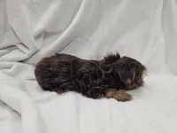 Luke, a male Yorkshire Terrier for sale in Mesa, AZ – 10 of 10