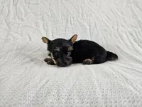 Arwen (Teacup, AKC), a female Yorkshire Terrier for sale in Mesa, AZ – Photo 6 of 7