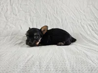 Arwen (Teacup, AKC), a female Yorkshire Terrier for sale in Mesa, AZ – Photo 3 of 7